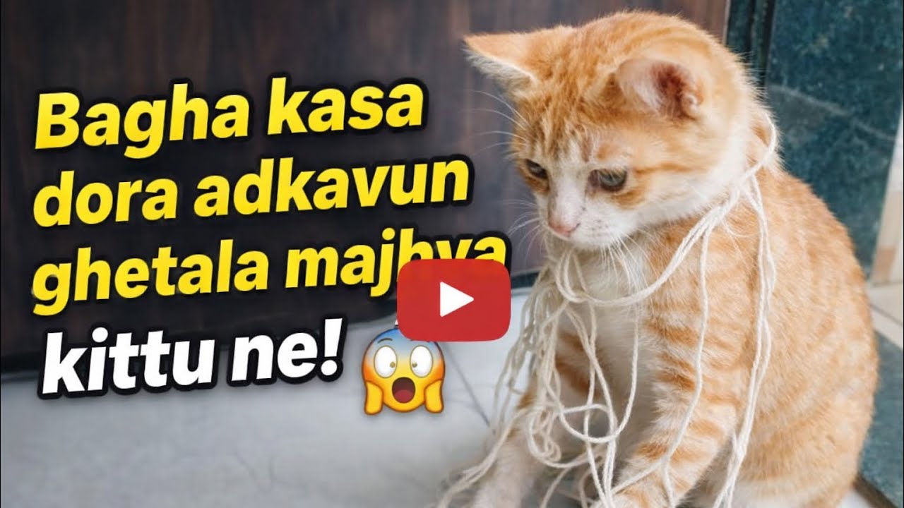 Bagha kasa dora adkavun ghetala majhya kittu ne #maharastravlogs 