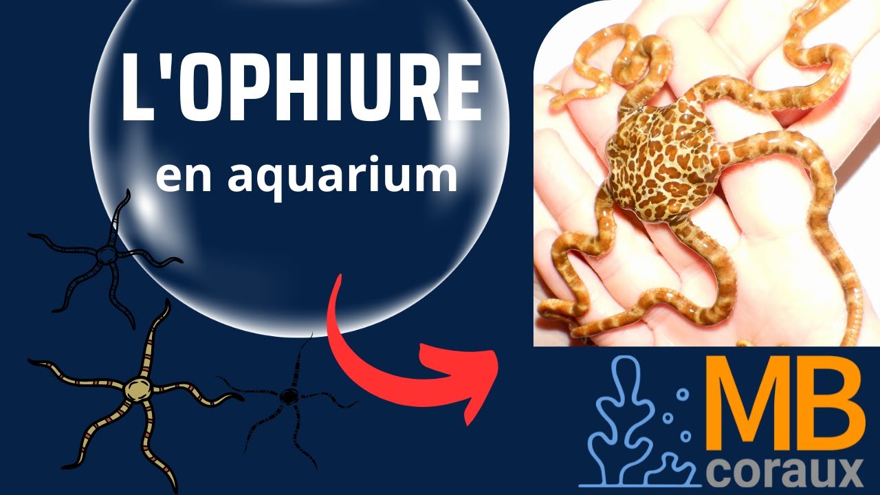 L'ophiure en aquarium