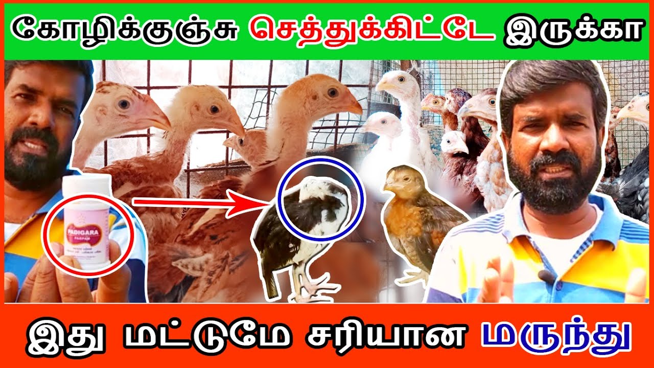 கோழிக்குஞ்சு செத்துக்கிட்டே இருக்கா ? |  இது மட்டுமே சரியான மருந்து | TAMIL | GUNA NATTUKOZHI PANNAI