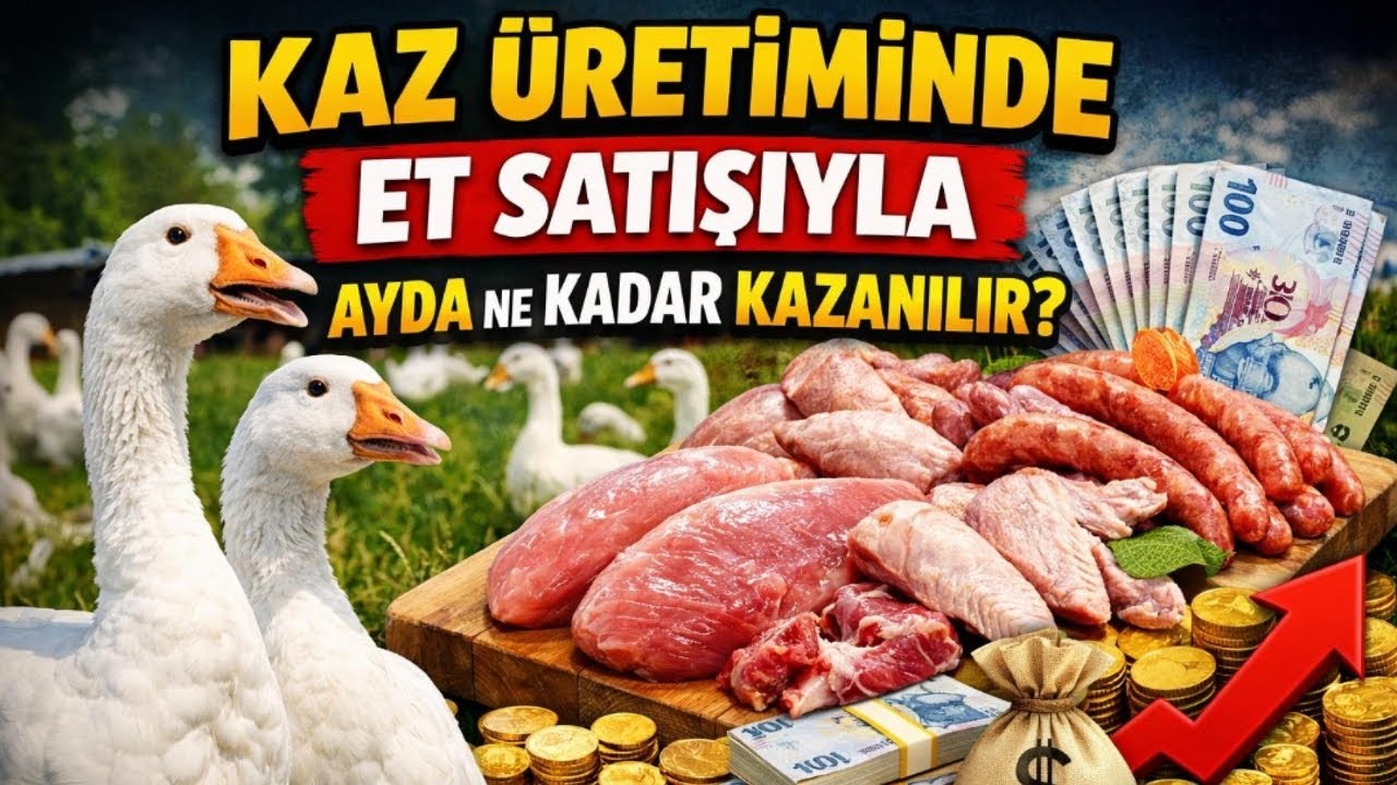 KAZ ÜRETİMİNDE ET SATIŞIYLA AYDA NE KADAR KAZANILIR?