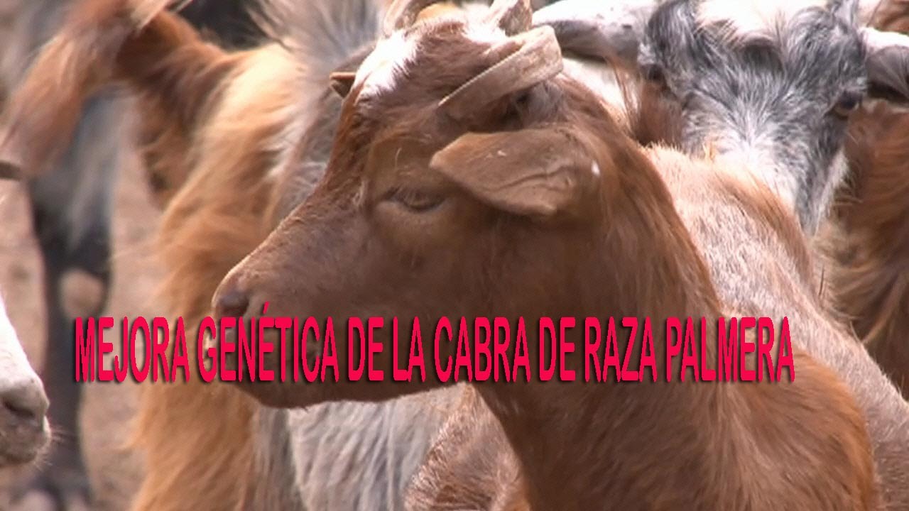 Mejora Genética de La Cabra de Raza Palmera
