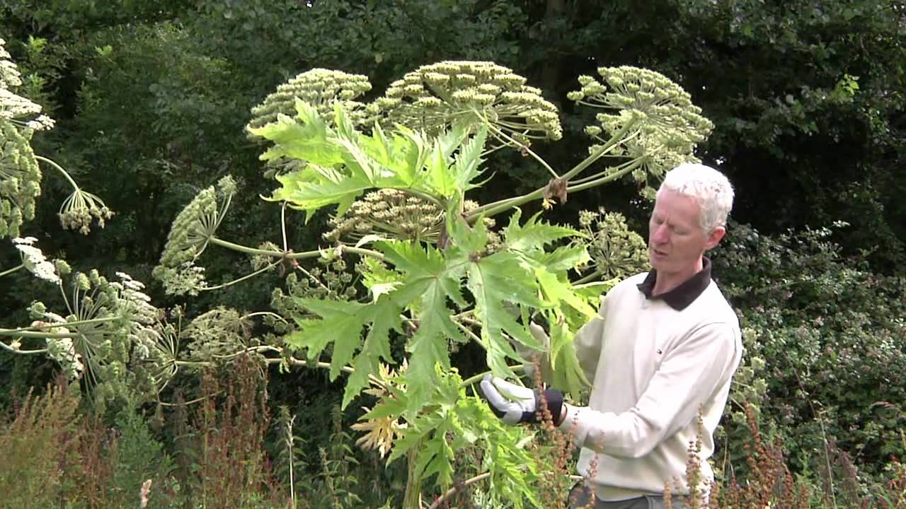 Video identification of Giant Hogweed