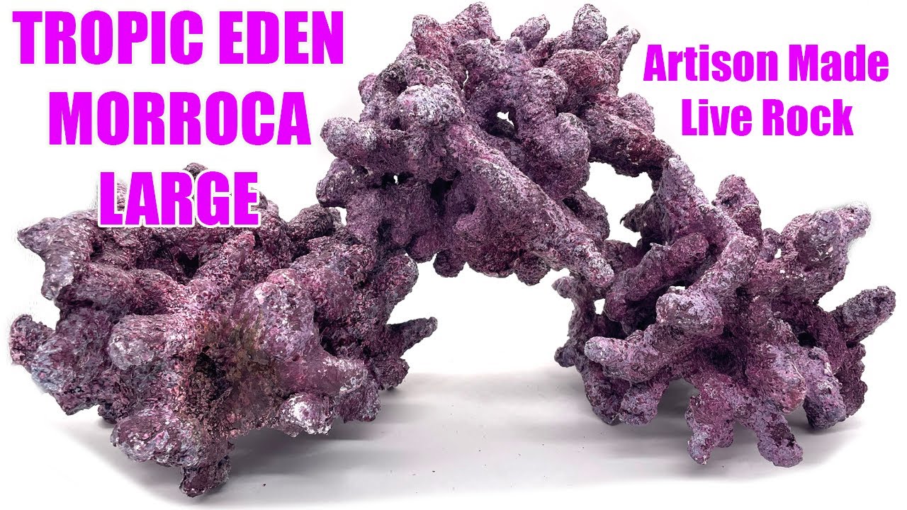 Tropic Eden Morroca Irregular Large Live Rock
