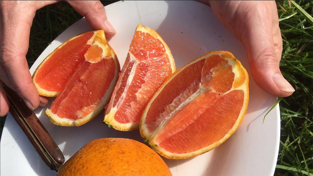 Seedless Dwarf Cara Cara Blood Orange Fruit Tree