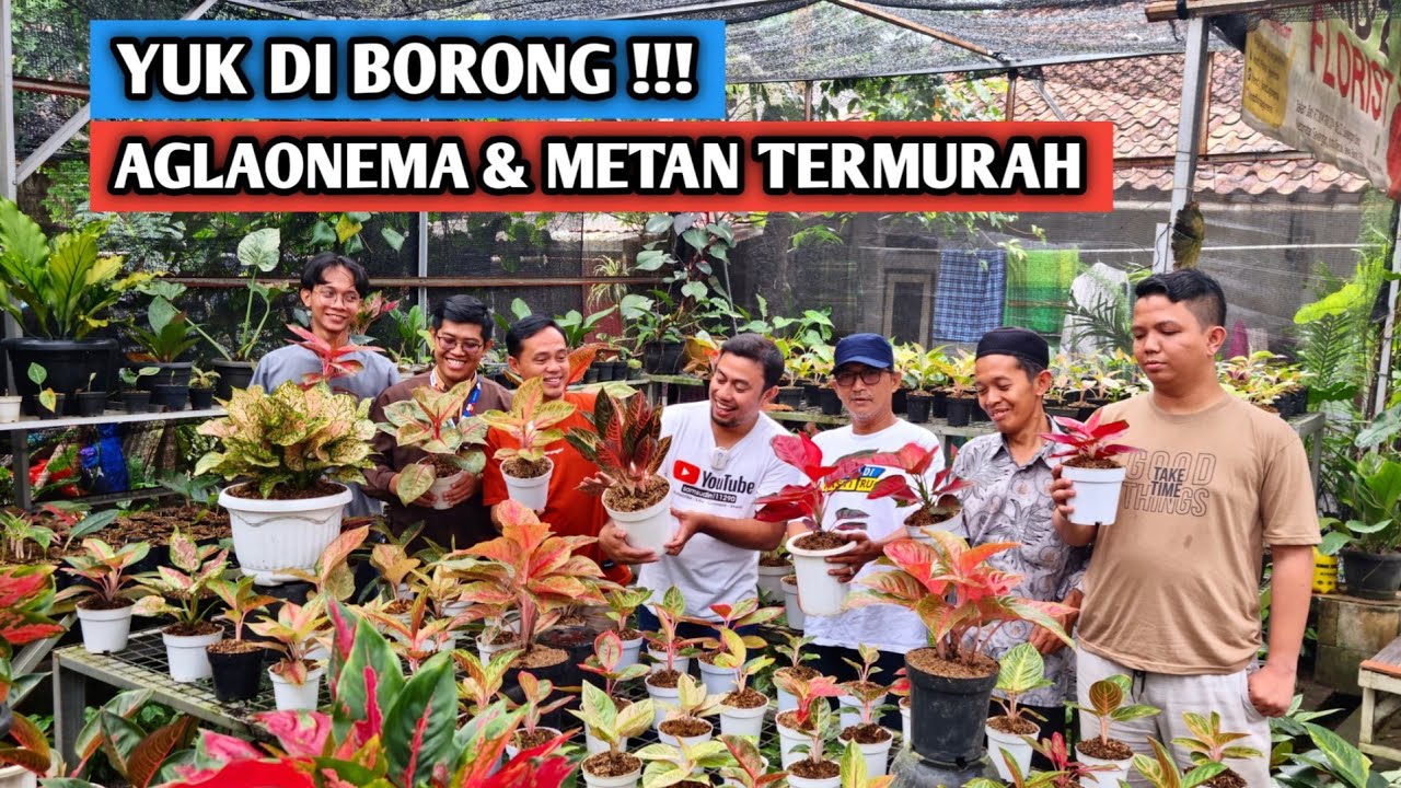 Yuk diborong !!!, aglaonema & metan termurah