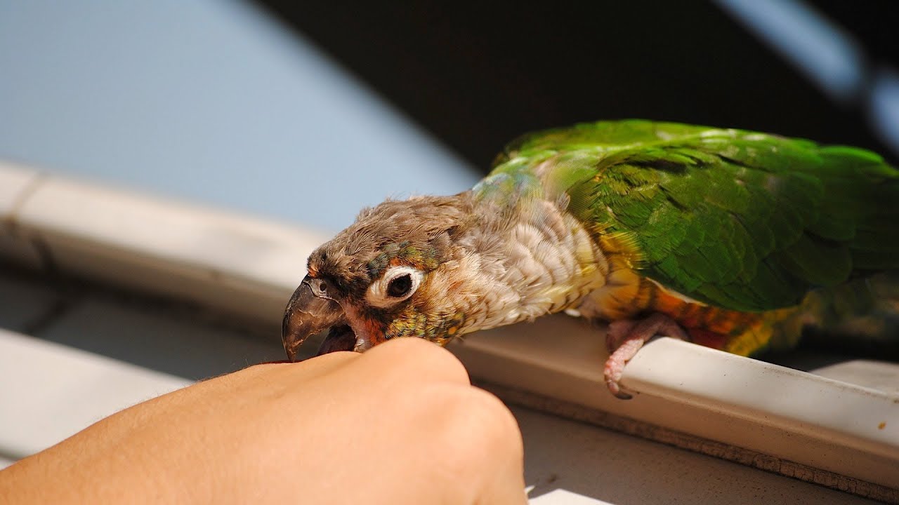 What to Do If a Bird Bites You | Pet Bird