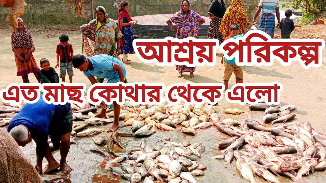এত মাছ ধরলো কোথায় 