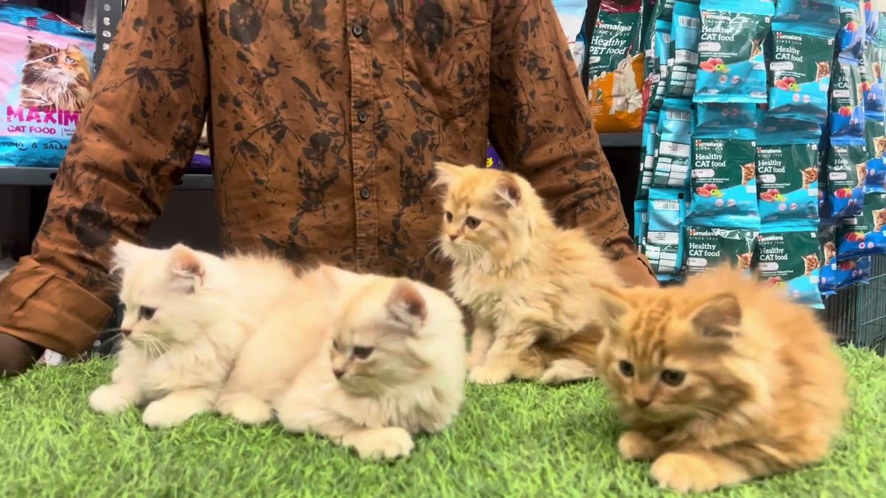 Persian kittens | hamster | angoora rabbit available 7731963885 @hyderabadexoticpets1631  7731963885