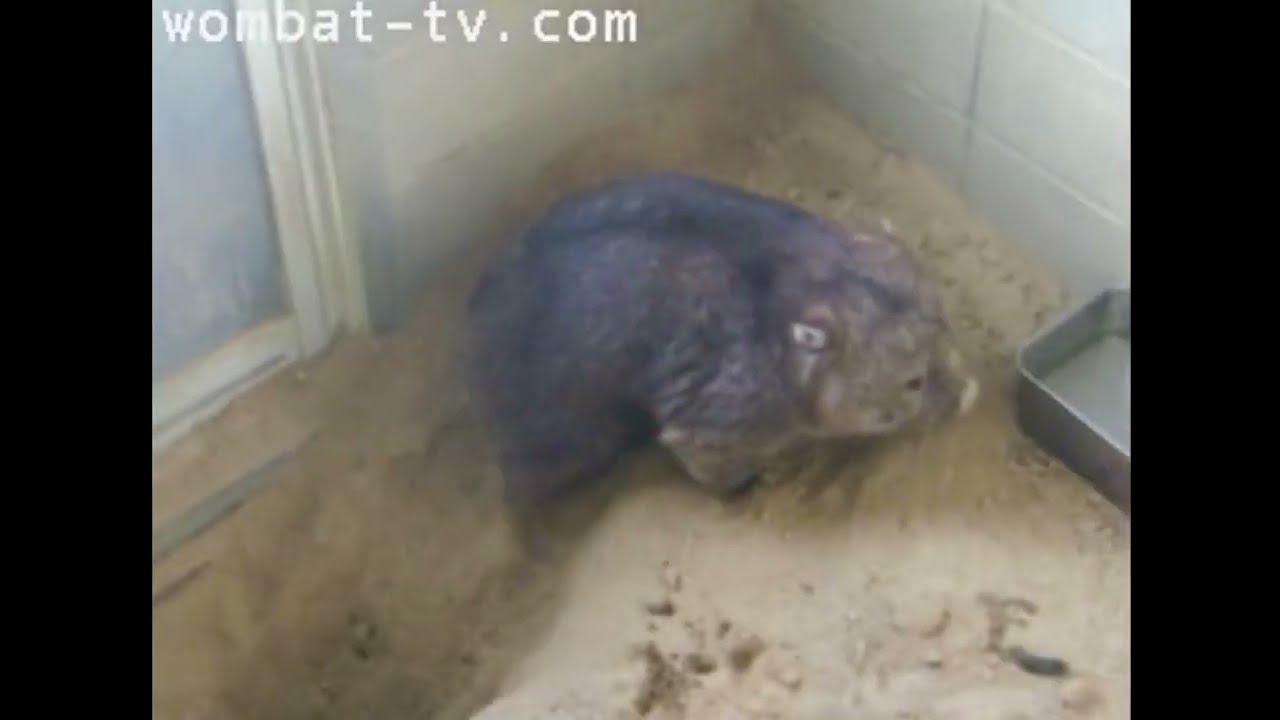 フクちゃん、お部屋のトンネル開通が嬉しくて何度も行ったり来たり😂