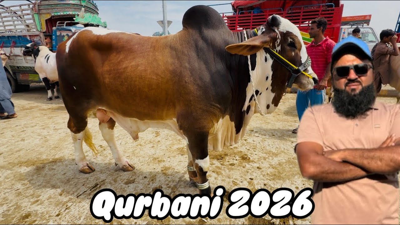 Shapur Kanjra Cow Mandi Lahore | Desi Sahiwal Cholistani Bachre | Qurbani 2026 | Lahori Shauk 
