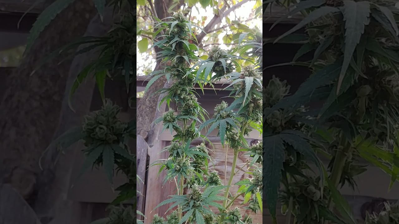 Outdoor grow update