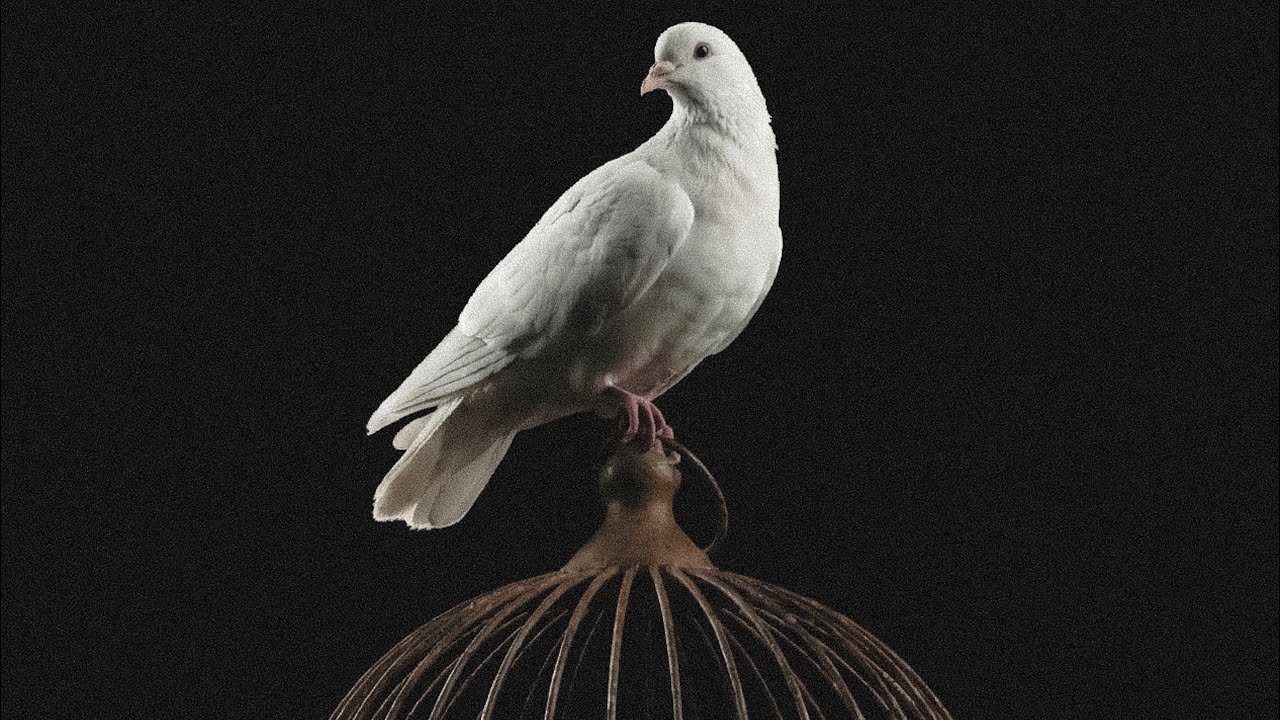 Umvt - Ezelden (Lyric Video)