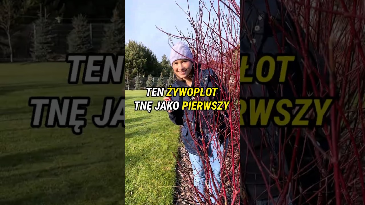 Ten ŻYWOPŁOT tnę jako PIERWSZY #ogr&oacute;d #żywopłot #ciecie #ogr&oacute;dek #poradyogrodnicze