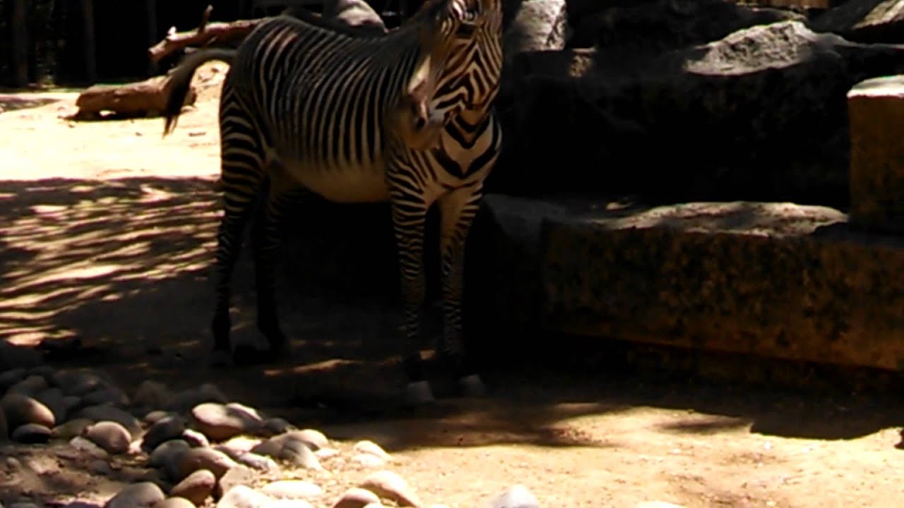 Zebra shits