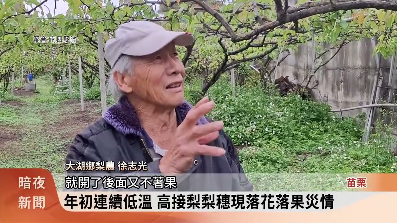 苗栗3鄉鎮高接梨寒害 達天然災害救助標準【客家新聞20260310】
