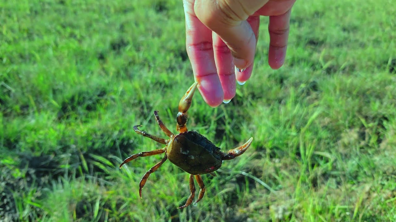 Amazing Catch of Ornamental Turtles, Crabs, Koi, Goldfish, Guppies & Rare Fish!