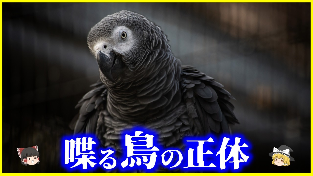 【ゆっくり解説】なぜオウムは“人の言葉”を話せる？脳・進化・文化から迫る「しゃべる鳥」の正体を解説/どこまで理解してる？AIとの類似性とは