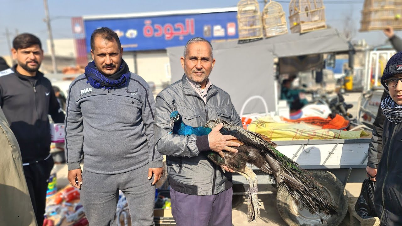 #سوق_الغزل بمحافظة ديالى سوق الطيور و الحيوانات المختلفة