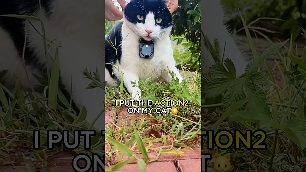 Cats Caught in Action 🐈 DJI Action 2 🎬 Video by DouShaBao #cat