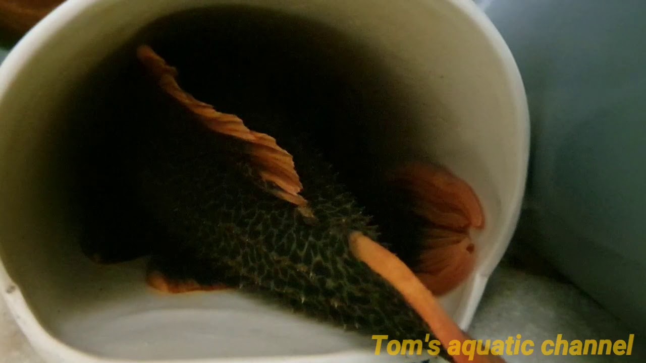 F1 L600 development from eggs to a free swimming fry

HD

- Tom's aquatic channel