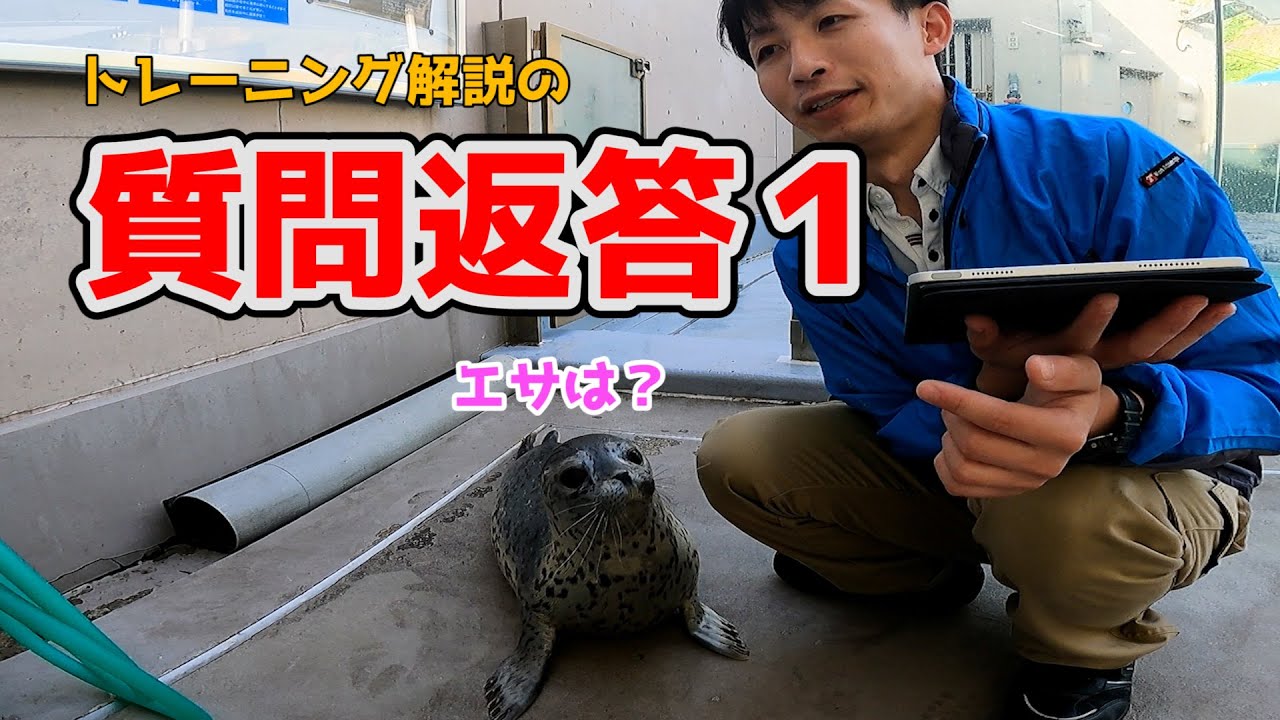 アザラシと一緒にコメント返信！！その１【トレーニング解説】