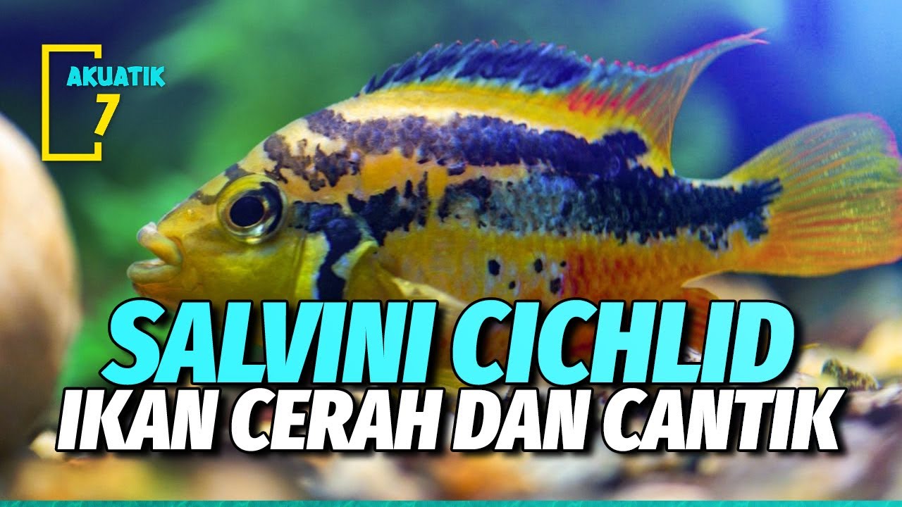 CARA MEMELIHARA IKAN HIAS CANTIK SALVINI CICHLID | AKUATIK7