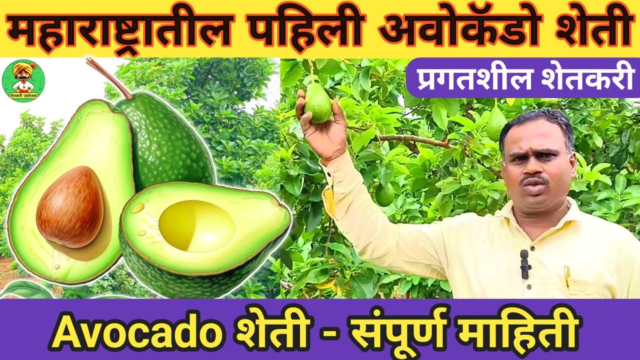 महाराष्ट्रातील पहिली avocado लागवड | Avocado farmer 🥑 | अवोकॅडो शेती #farmer #avocado #farming शेती