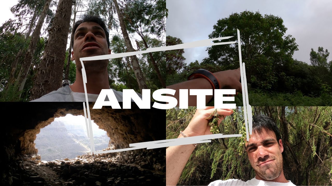 La FORTALEZA de ANSITE y parte de su VEGETACIÓN / me adentro en zona de LAURISILVA