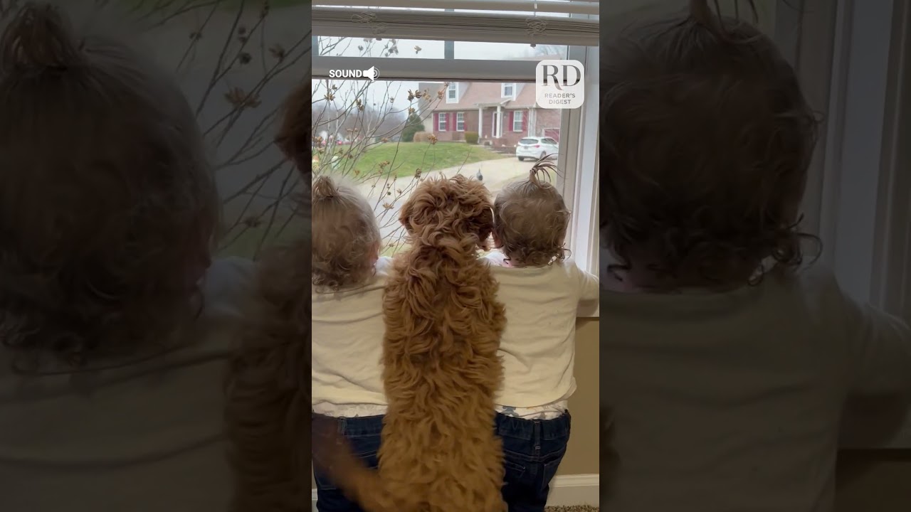 These toddlers and the dog waited were too excited for their brother to come home! #kidsanddogs
