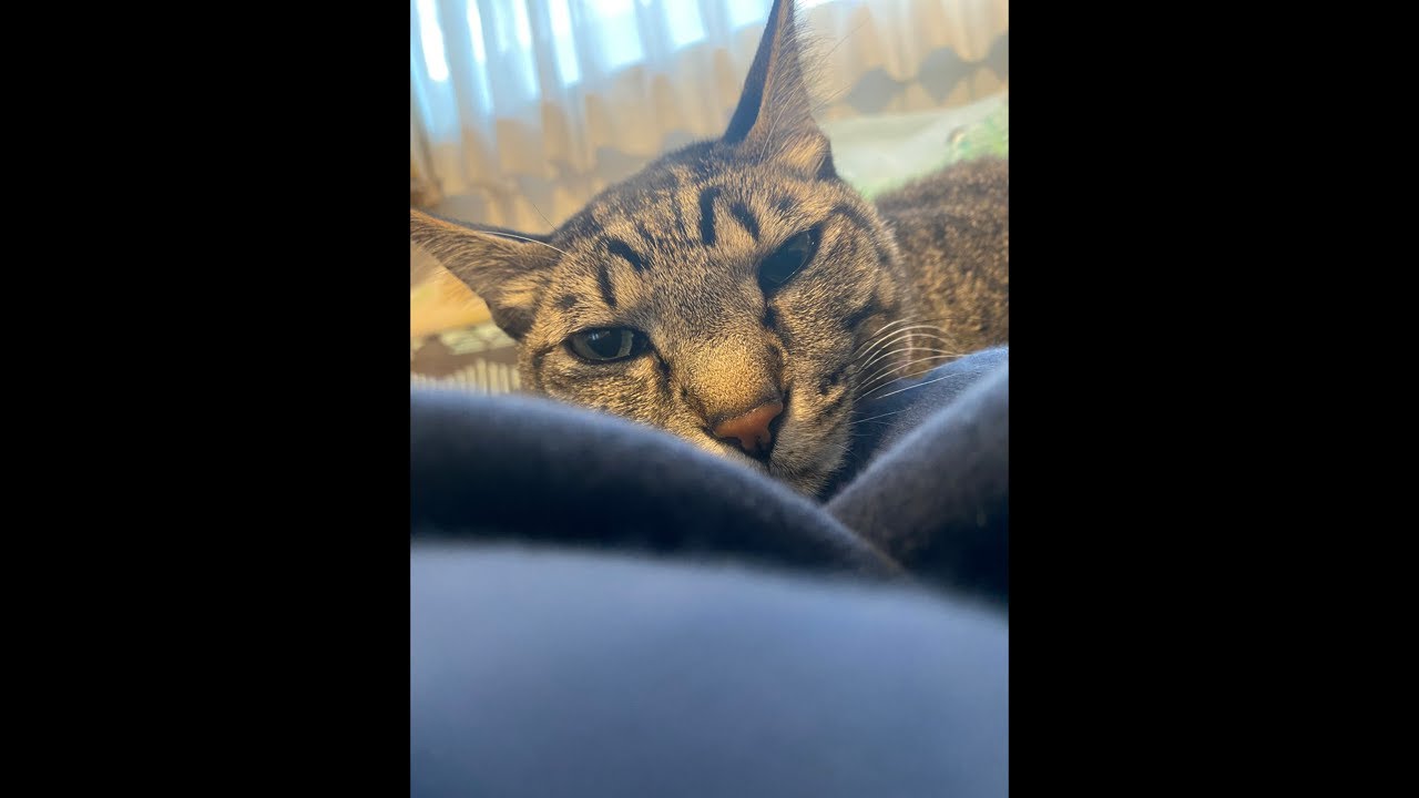 1/22 パパとネコの朝（仕事前ライブ）🐾