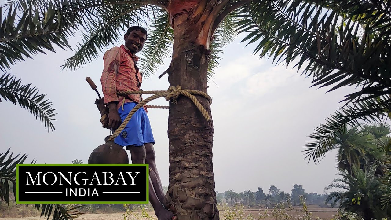 Tapping into palm sap for income in West Bengal
