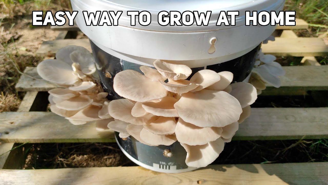 Grow Mushrooms at Home [No Grain Spawn]