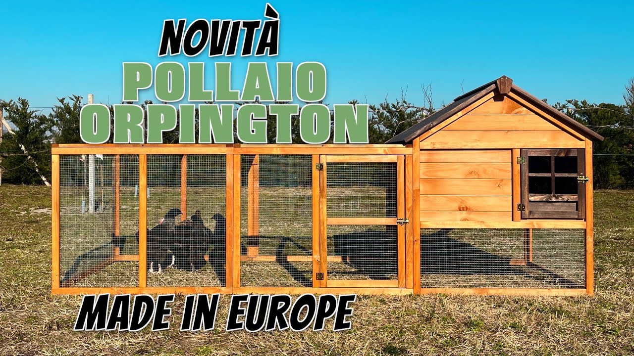 POLLAIO ORPINGTON: Novità Esclusiva Il Verde Mondo
