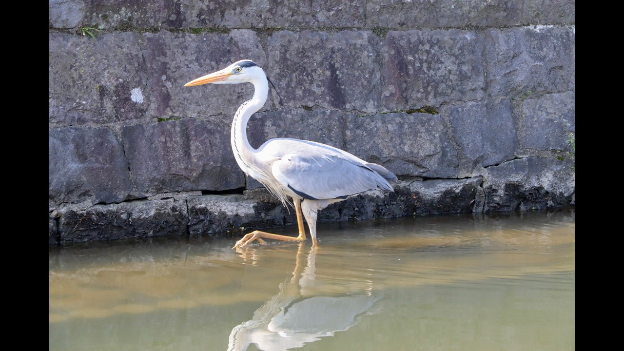 Escapade à Yanagawa