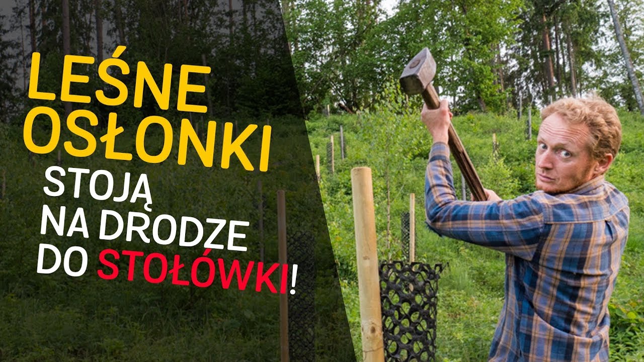 O leśnych osłonkach na drzewa i ogrodzeniach - o Lesie #24