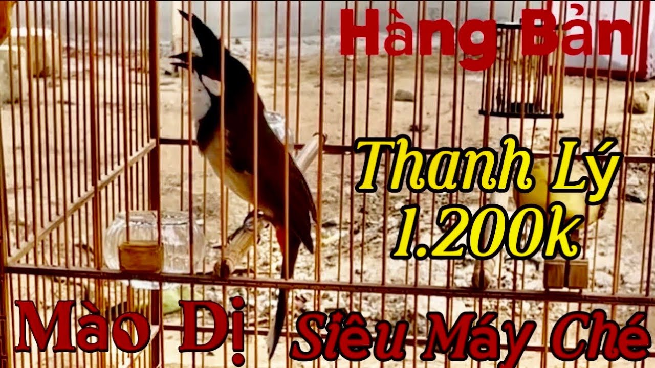 12/3 siêu phẩm máy ché / phách chơi lật cầu nhảy cóc mãn nhan. 