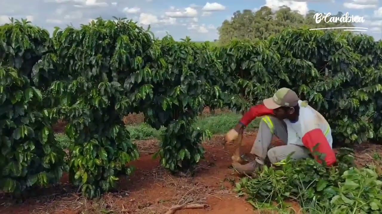 CARA PETANI KOPI BRAZIL MELAKUKAN PERAWATAN DAN PEREMAJAAN TANAMAN KOPI