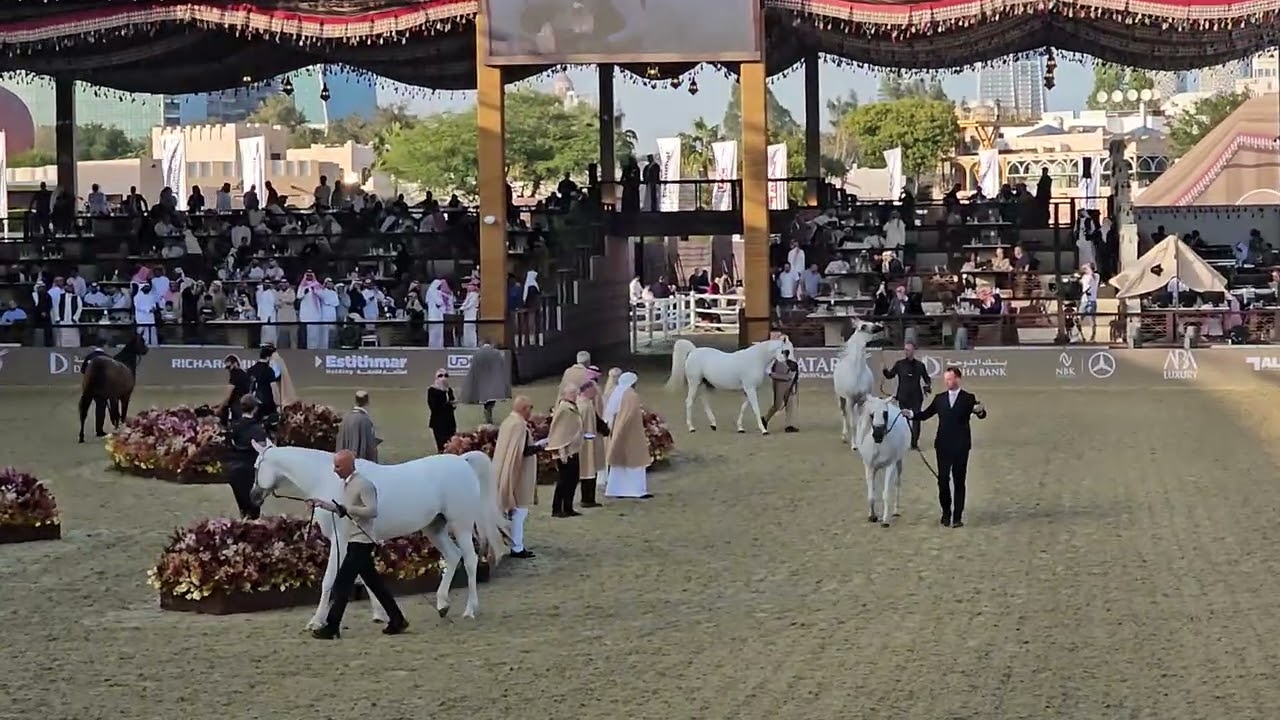 Horse Horse competition Doha Qatar #Doha #Qatar ##fyp 