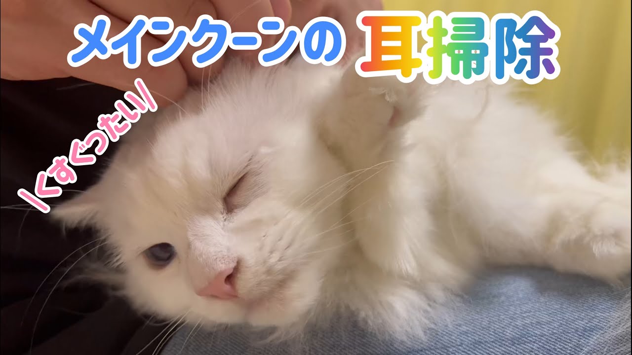 【猫の耳掃除】メインクーンのこはく様💕定期耳掃除🐱👂