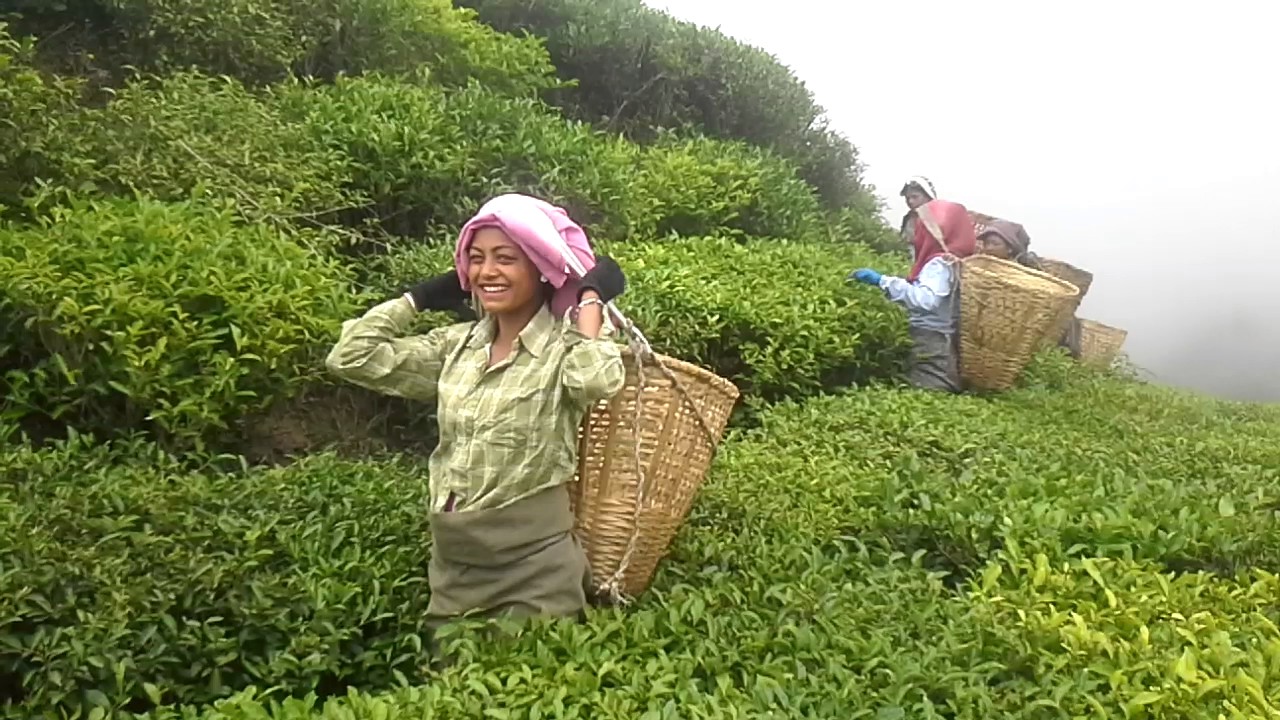 Ilam Tea Gardens In Eastern Nepal/Tea Plantation