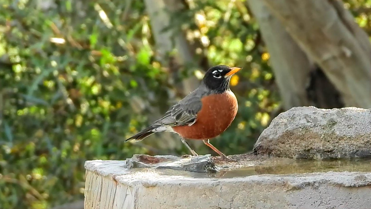 Amrican Robin - Pat O;Neil's Video Birds