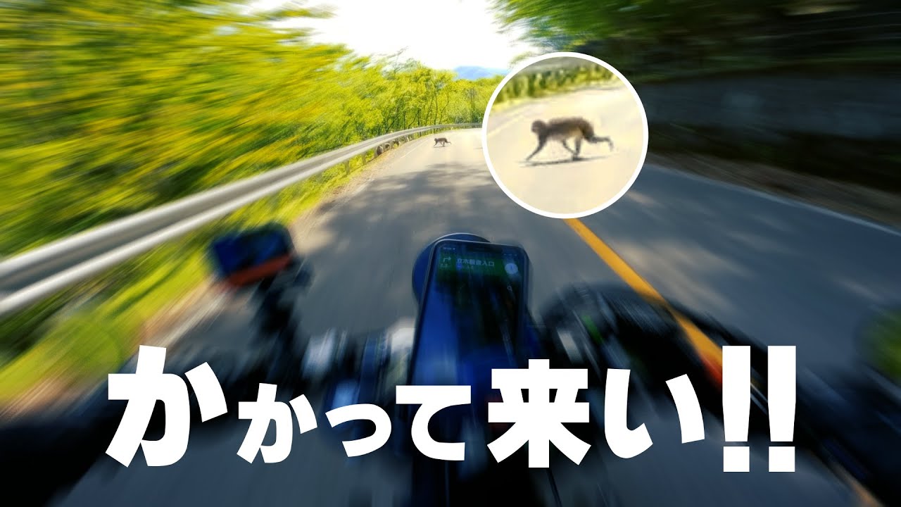 いろは坂にバイクで行ったらマジで激ヤバな生物と遭遇したけど私のライディングテクニックでねじ伏せたよツーリング【XSR900】突然逃太郎のモトブログ