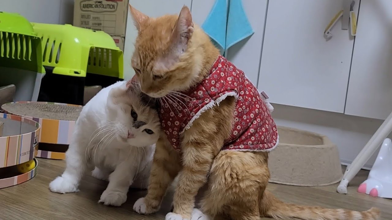 요즘 엄청난 껌딱지가 돼가고있어요....