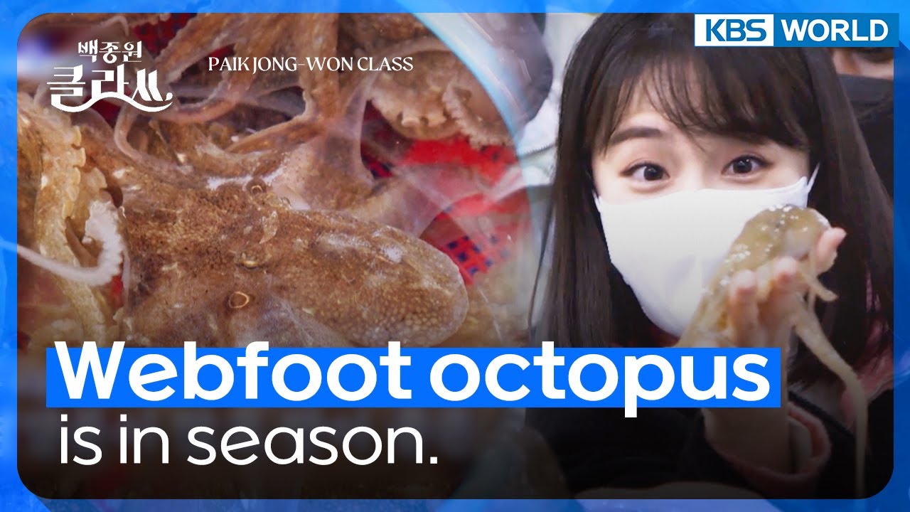 Right now, webfoot octopus is in season. (Paik Jong-won Class) | KBS WORLD TV 220517
