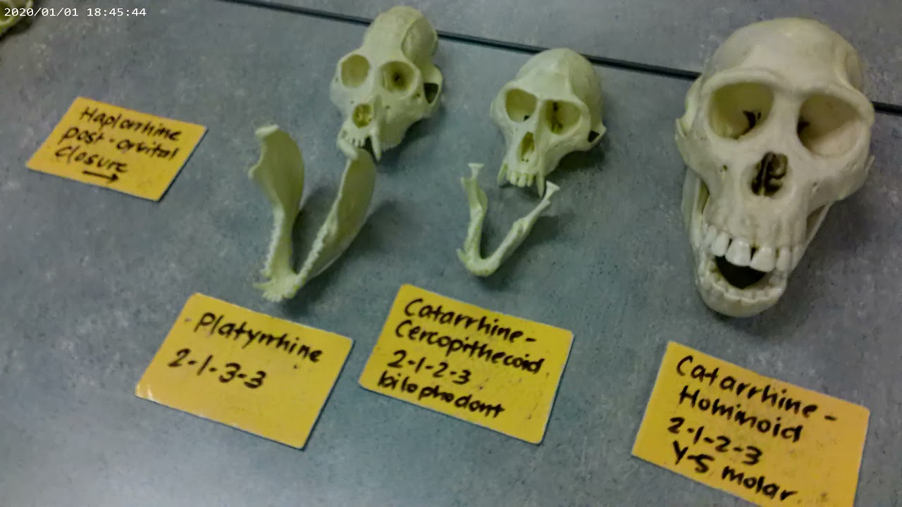 Primate Classification and Features