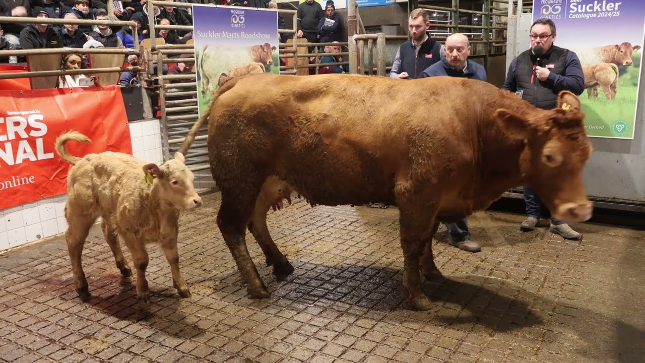 Livestock Demonstration - Suckler Marts Roadshow