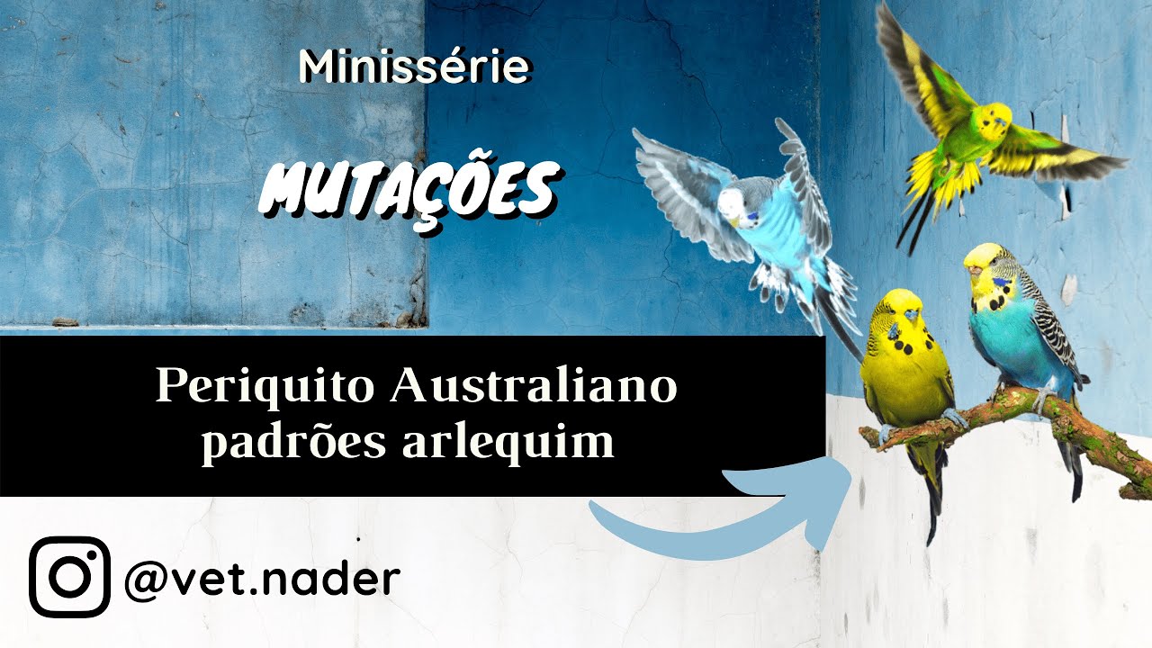 Periquito australiano padrões arlequim #2