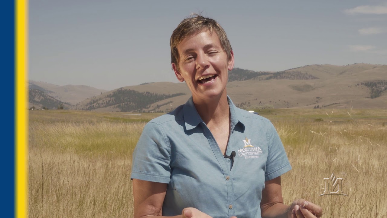 Identifying Invasive Annual Grasses in Montana