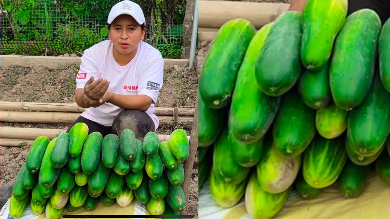 Cosechando hortalizas gigantes que produjeron de forma orgánica | Doña Viky | Viky Aventura