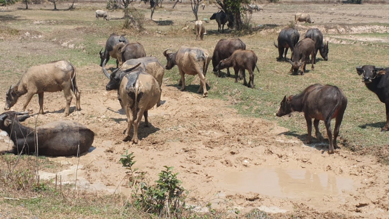 Many buffaloes are eating grass in the rice fields.🐃